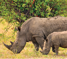 Rhinos