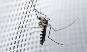 Mosquito Nets in Kenya