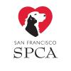 SF SPCA 